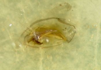Media type: image;   Entomology 32153 Aspect: genitalia